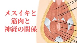 Relationship between sexual sensation, muscles, and nerves [female orgasm/tokoroten ejaculation]