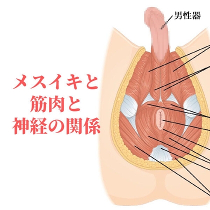 Relationship between sexual sensation, muscles, and nerves [female orgasm/tokoroten ejaculation]